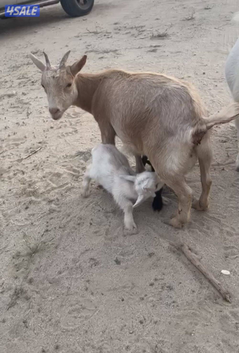 مراح جيكي أمريكي 🇺🇸4