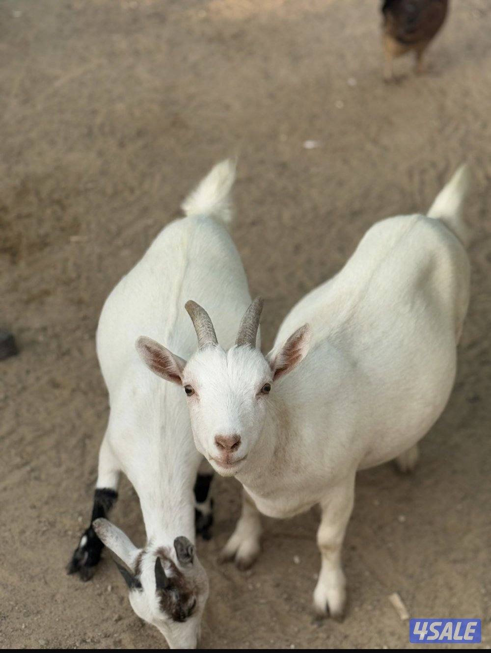 مراح جيكي أمريكي 🇺🇸1