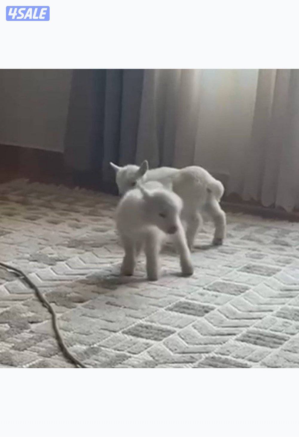 مراح جيكي أمريكي 🇺🇸3