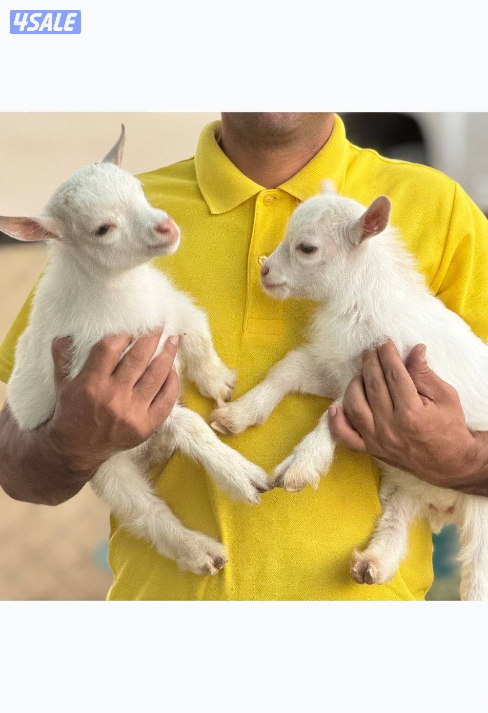 مراح جيكي أمريكي 🇺🇸0