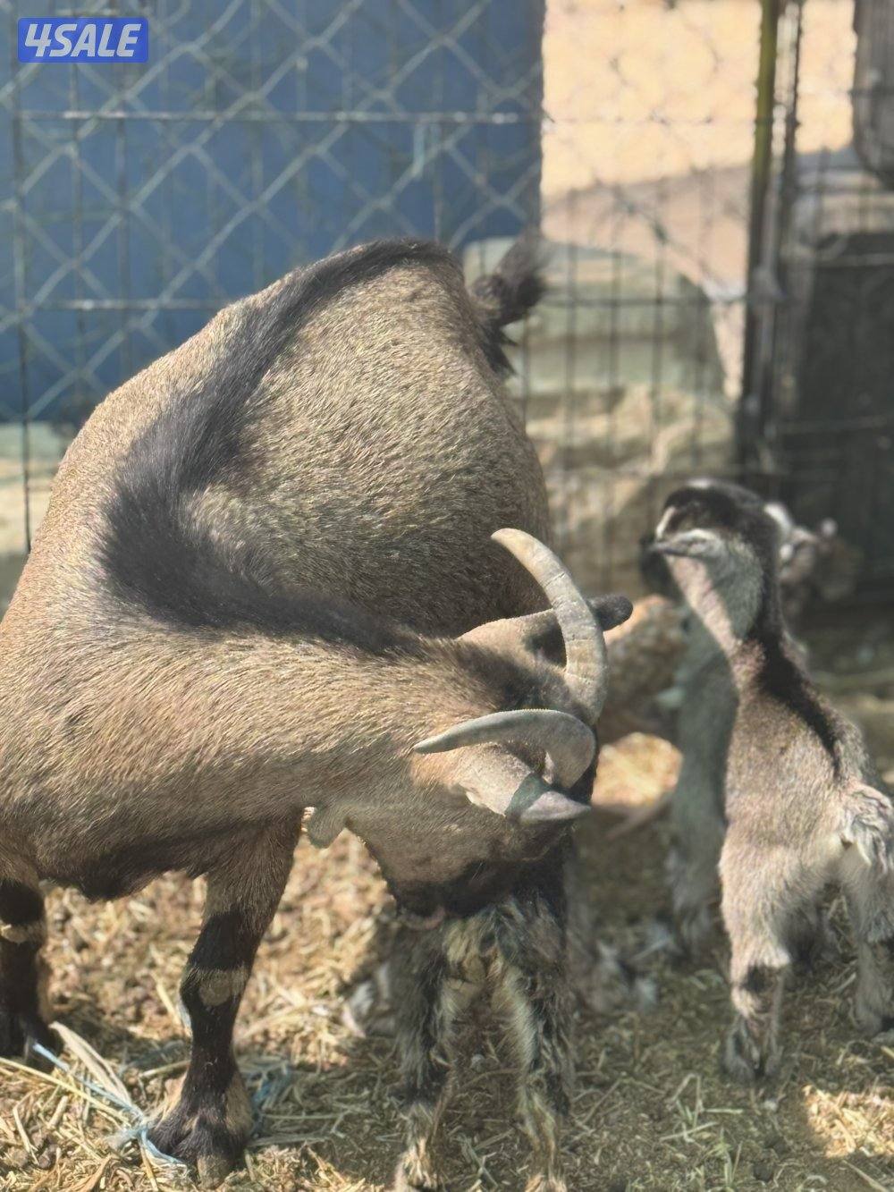 مراح جيكي أمريكي 🇺🇸7