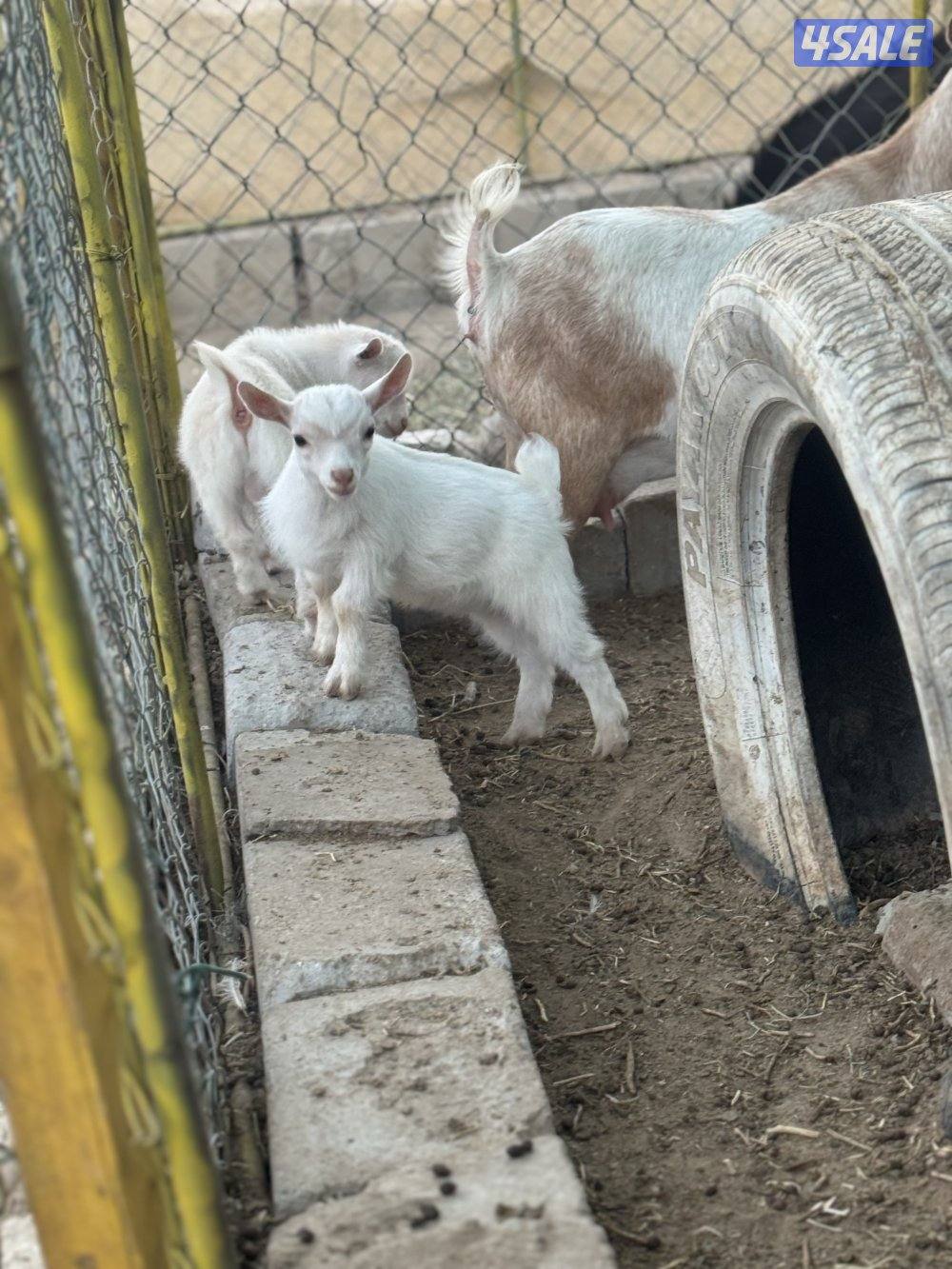 مراح جيكي أمريكي 🇺🇸8