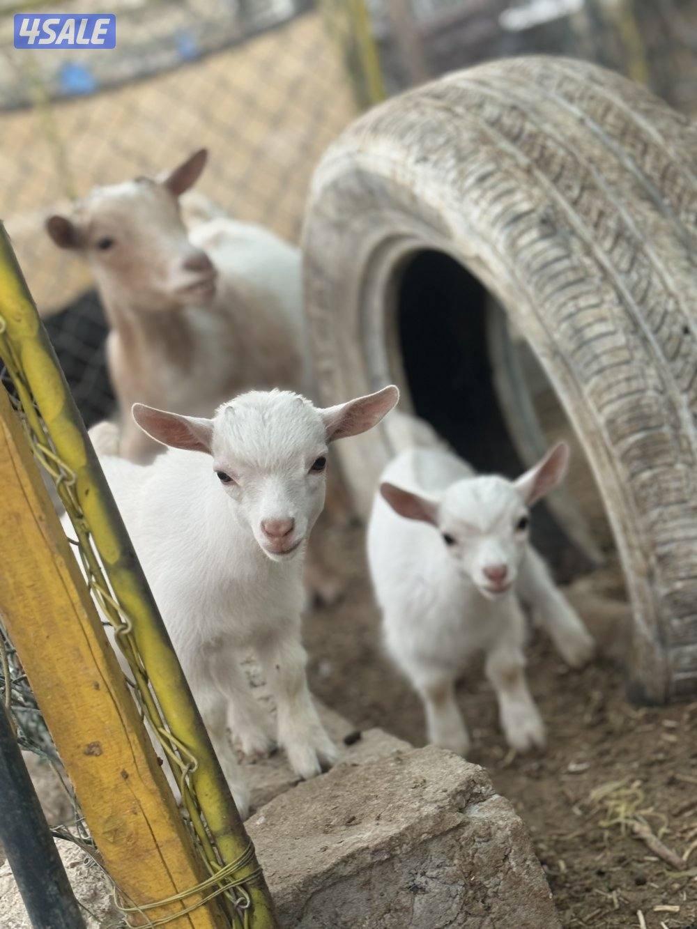 مراح جيكي أمريكي 🇺🇸9