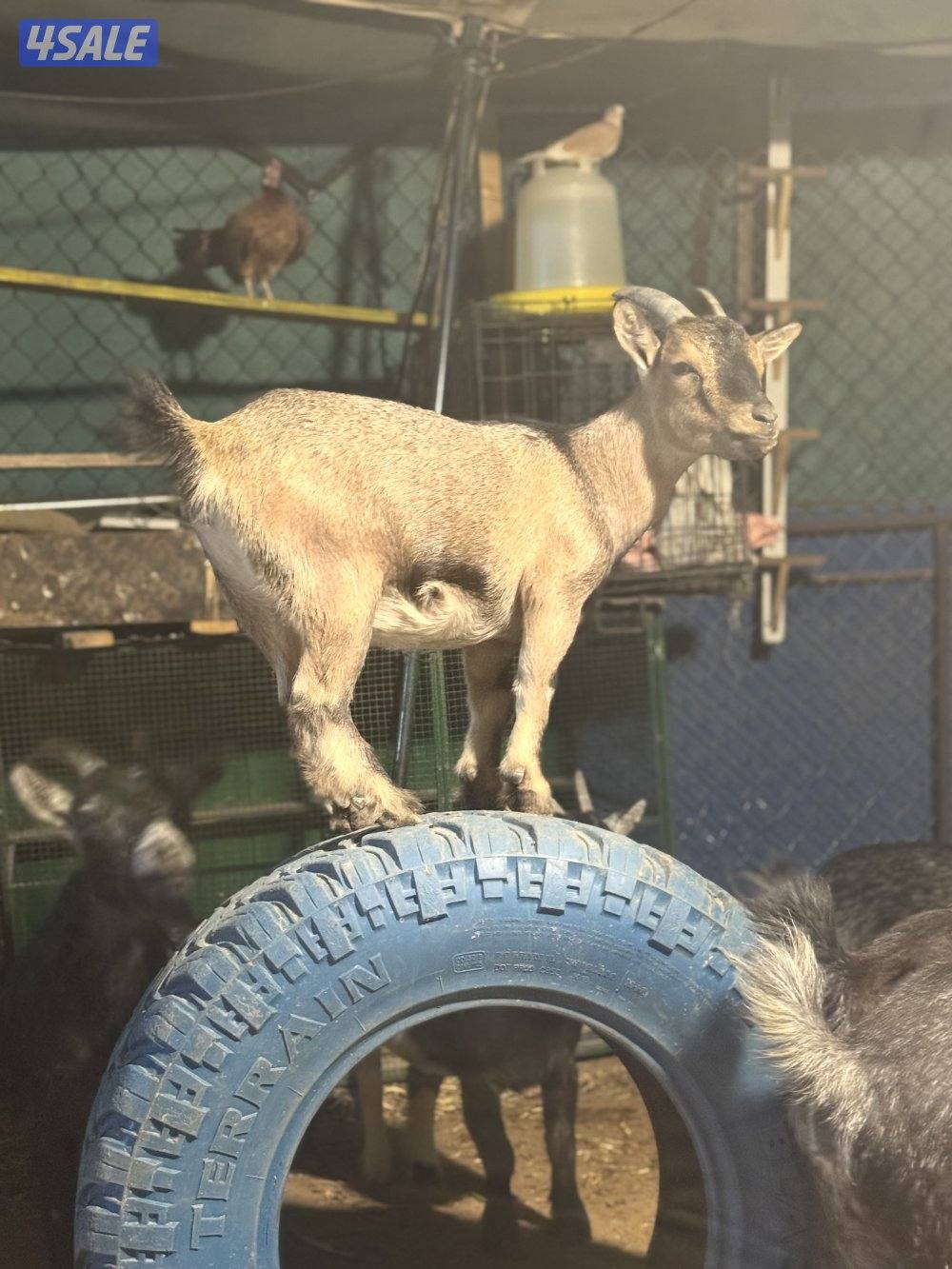 مراح جيكي أمريكي 🇺🇸10