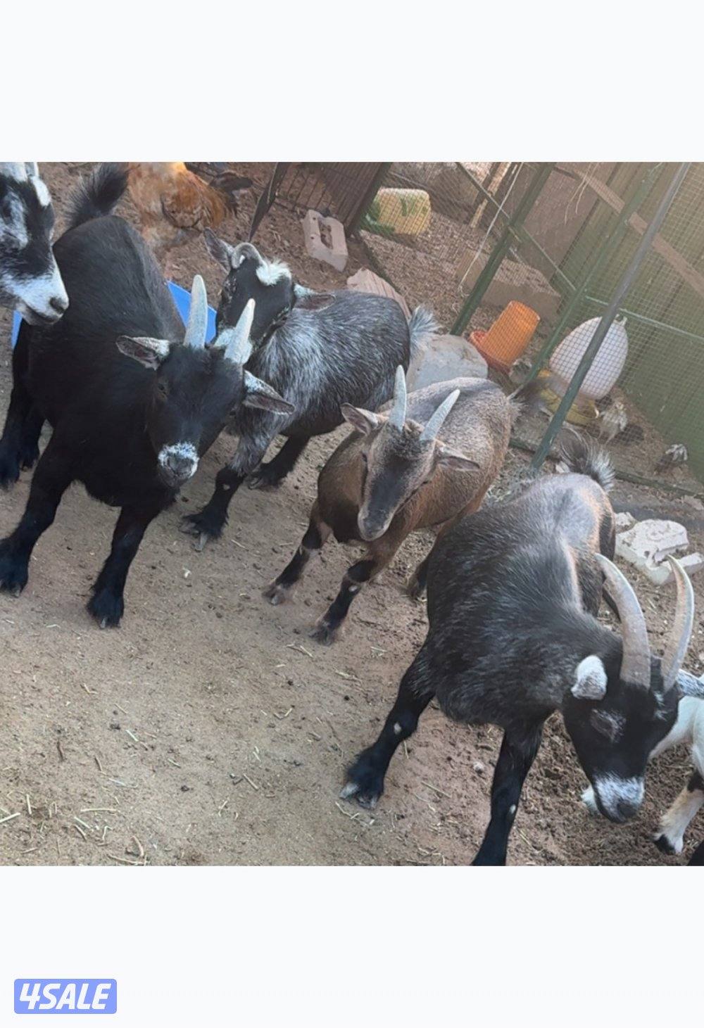 مراح جيكي أمريكي 🇺🇸11