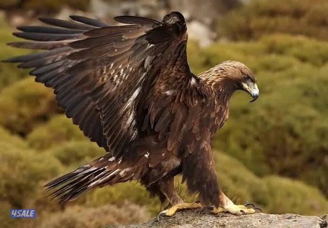 مطلوب العقاب الذهبي او العقاب الملكي او حر او شيهانة او شاهين0