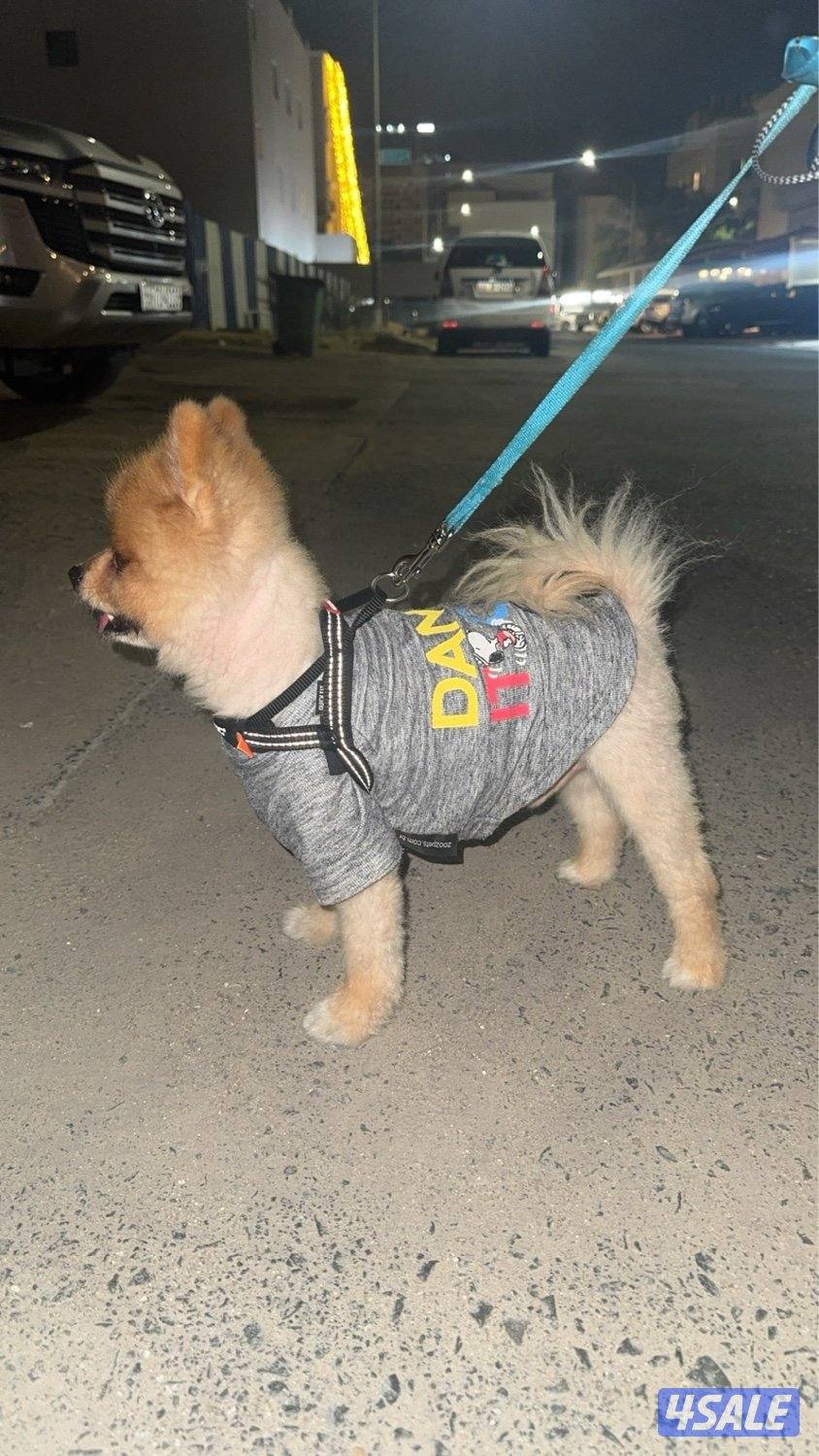 ذكر بوميرينيان تي كب بيور0