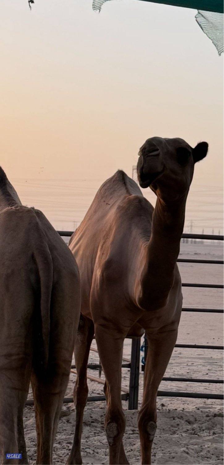 ناقه صفرا دبيانيه طيبه0