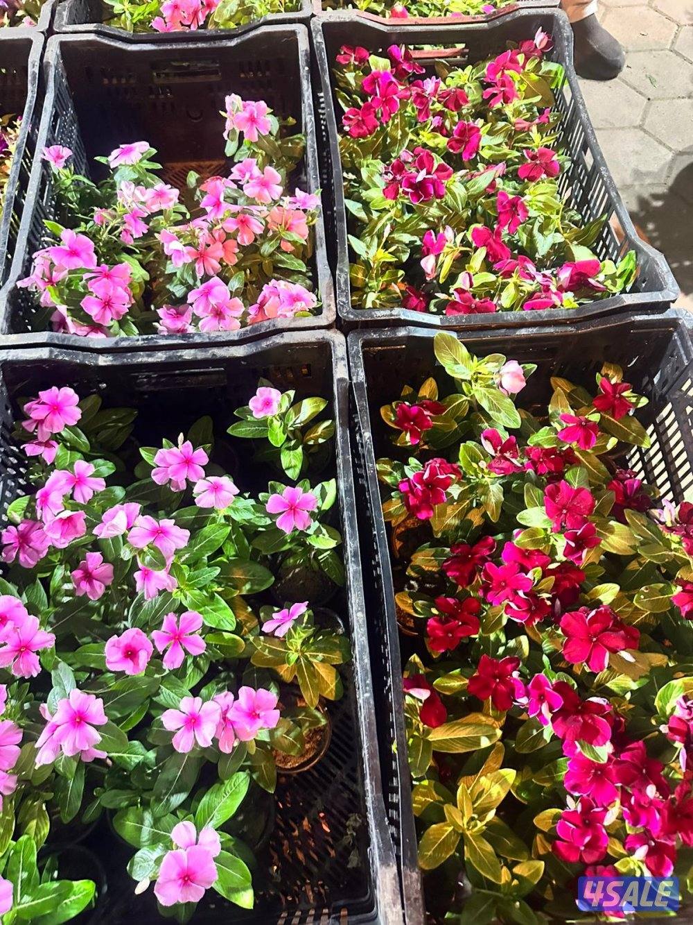 ابو رزان لتنسيق الحدائق8