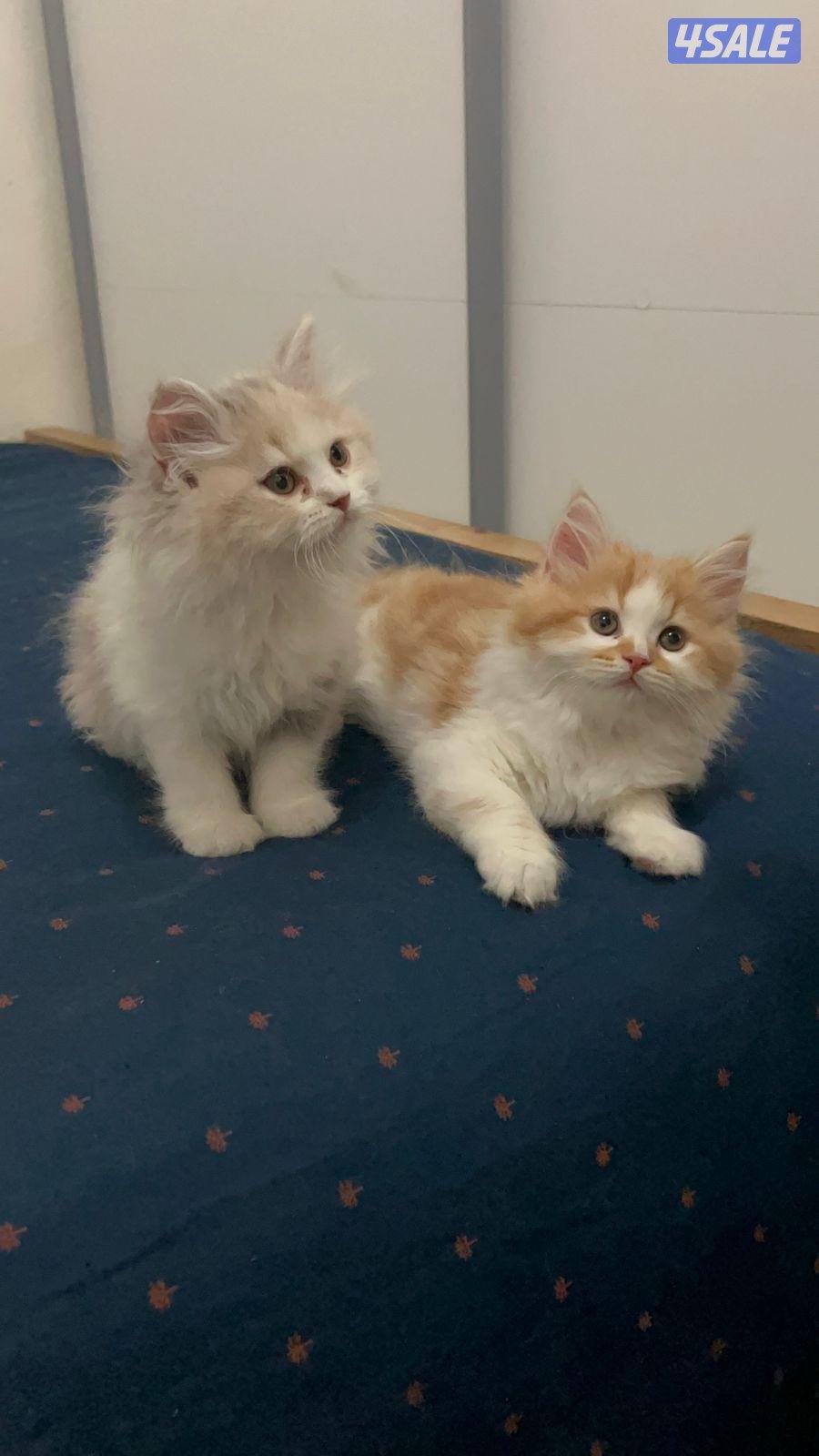 مبارك الكبير الكويت1