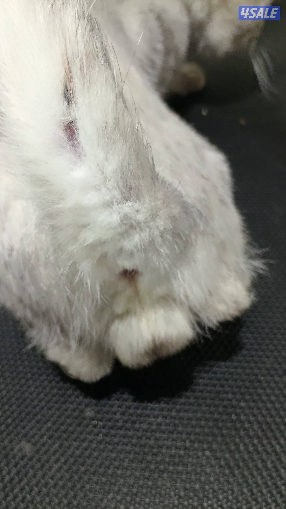 مبارك الكبير الكويت4