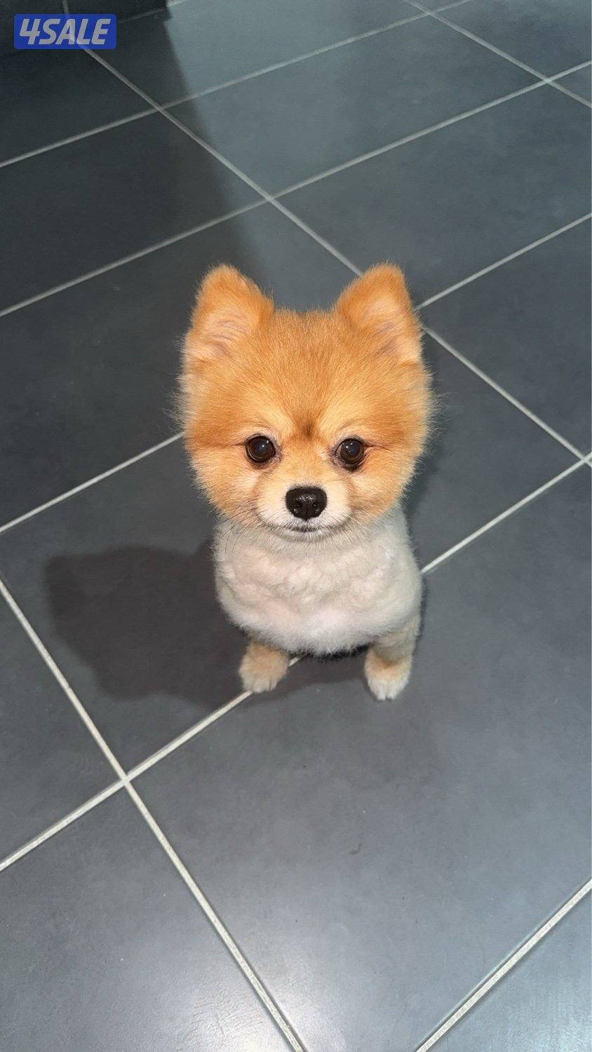 بوميرينيان تي كب ذكر بيور0