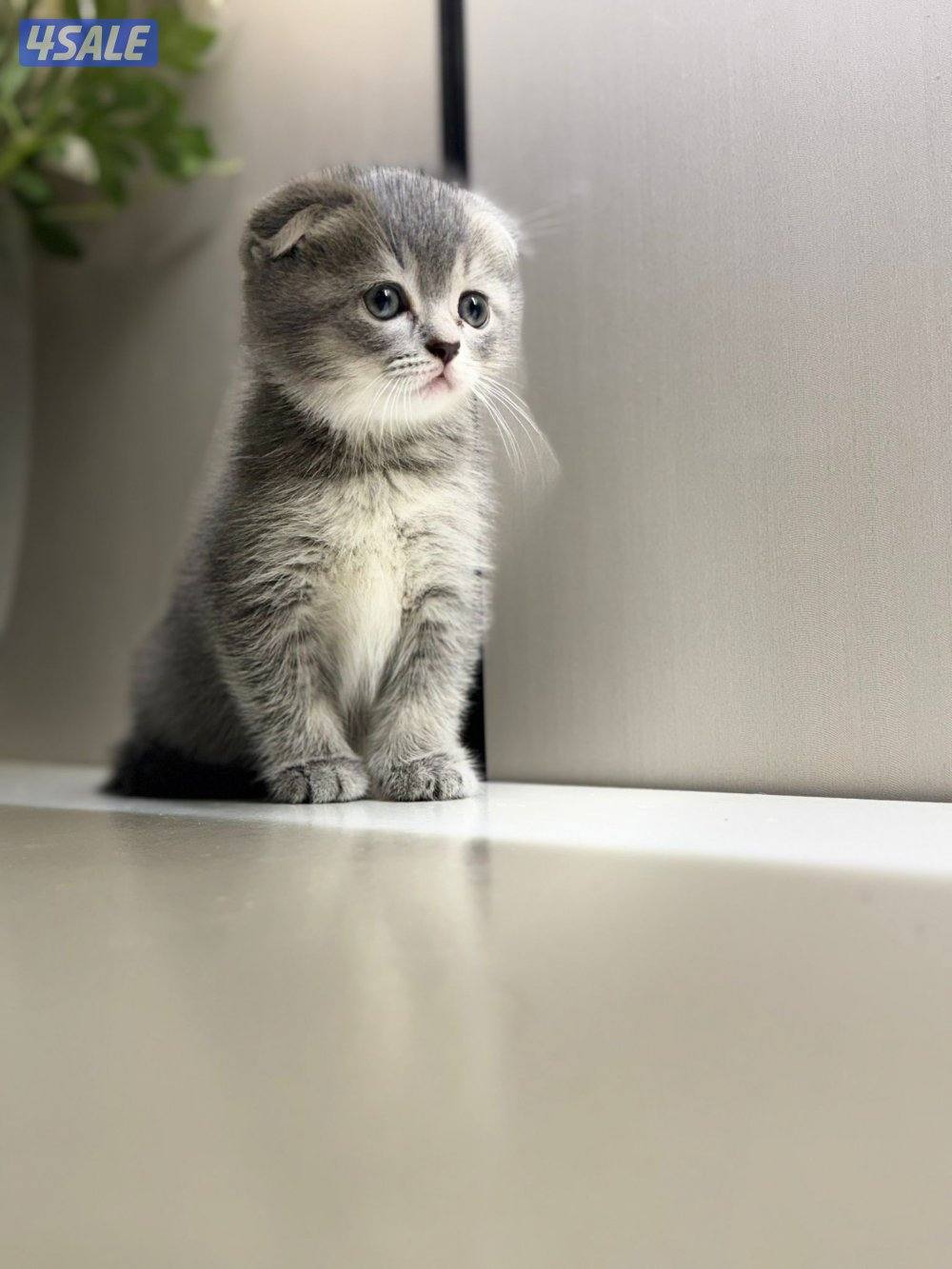 كتن سكوتش فولد وبرتش🥰0