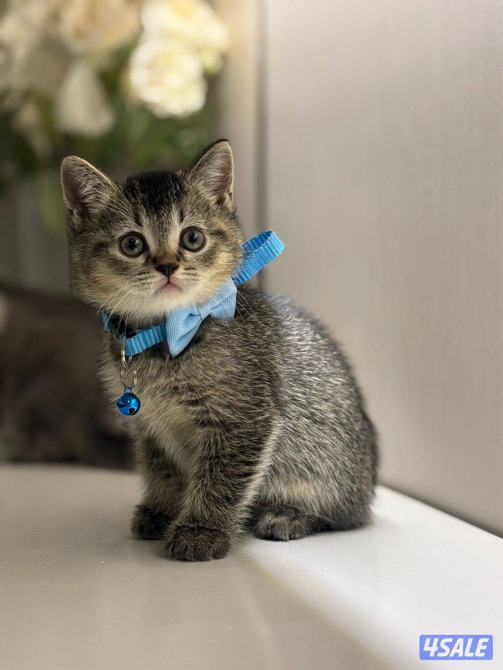 كتن سكوتش فولد وبرتش🥰2