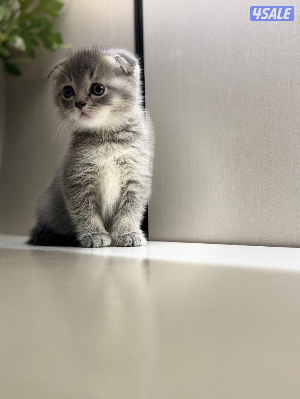 كتن سكوتش فولد وبرتش🥰3