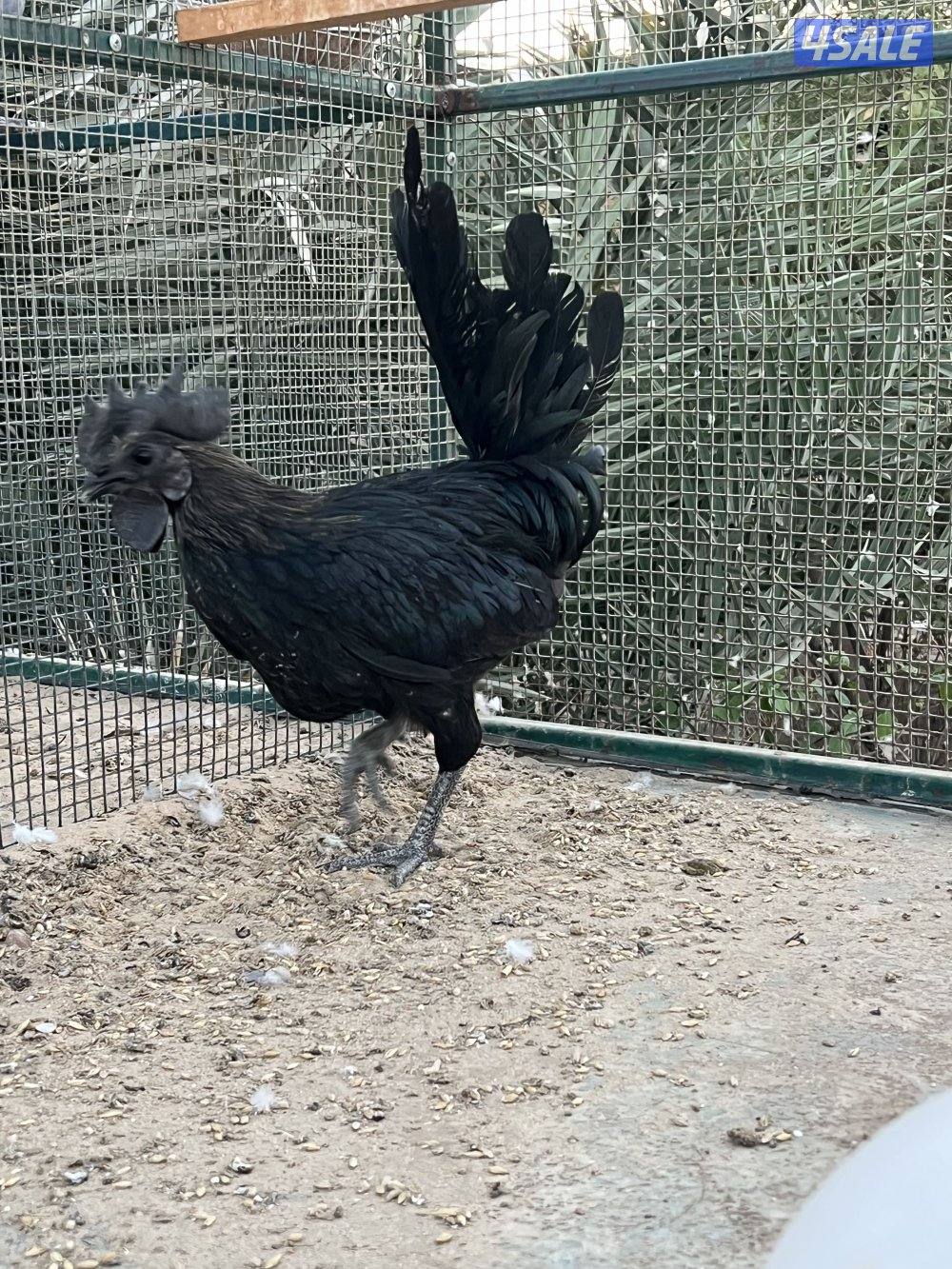 للبيع ديج فيومي مميز0