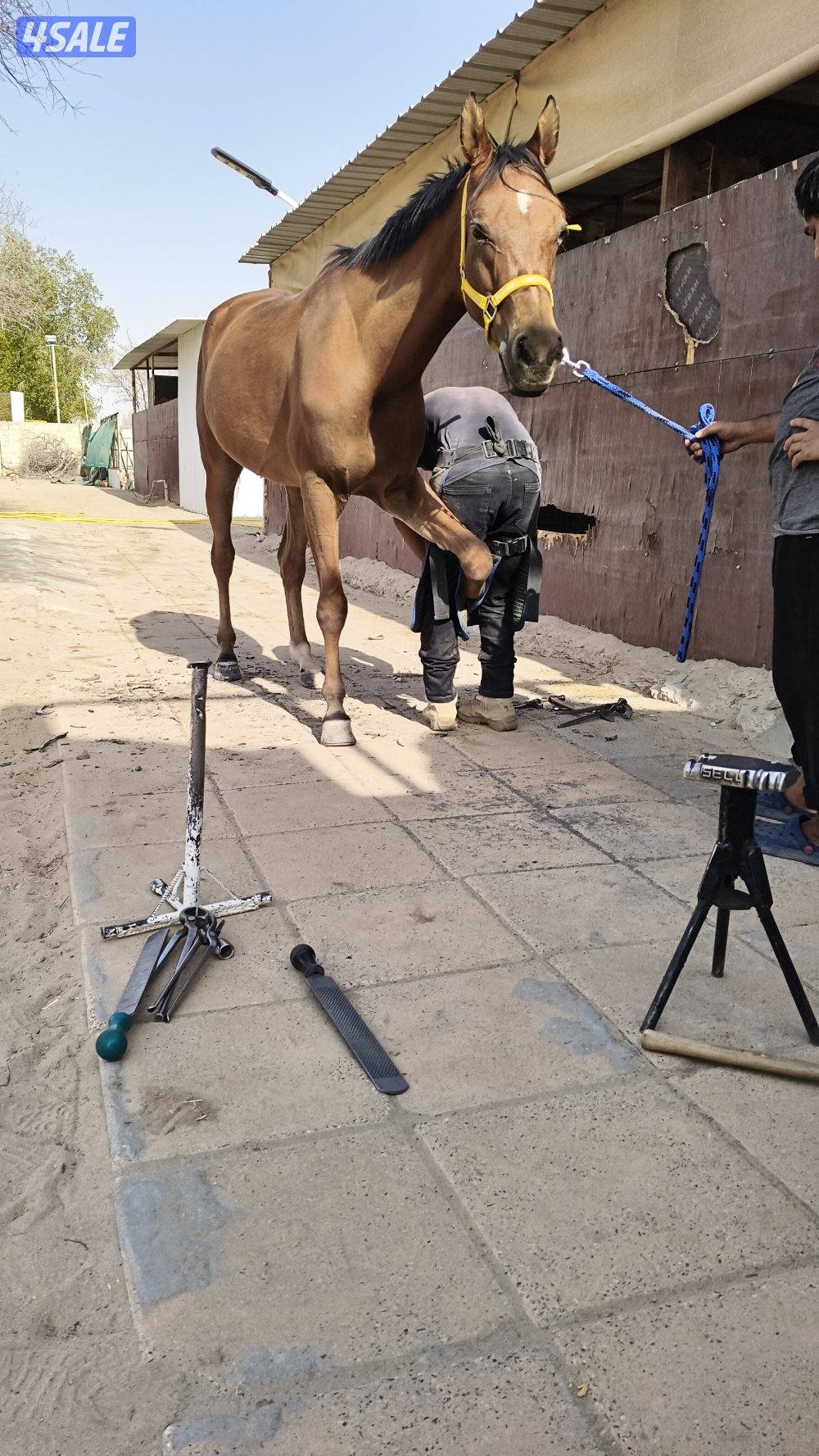 FARRIER ENDURANCE HOT 🔥0