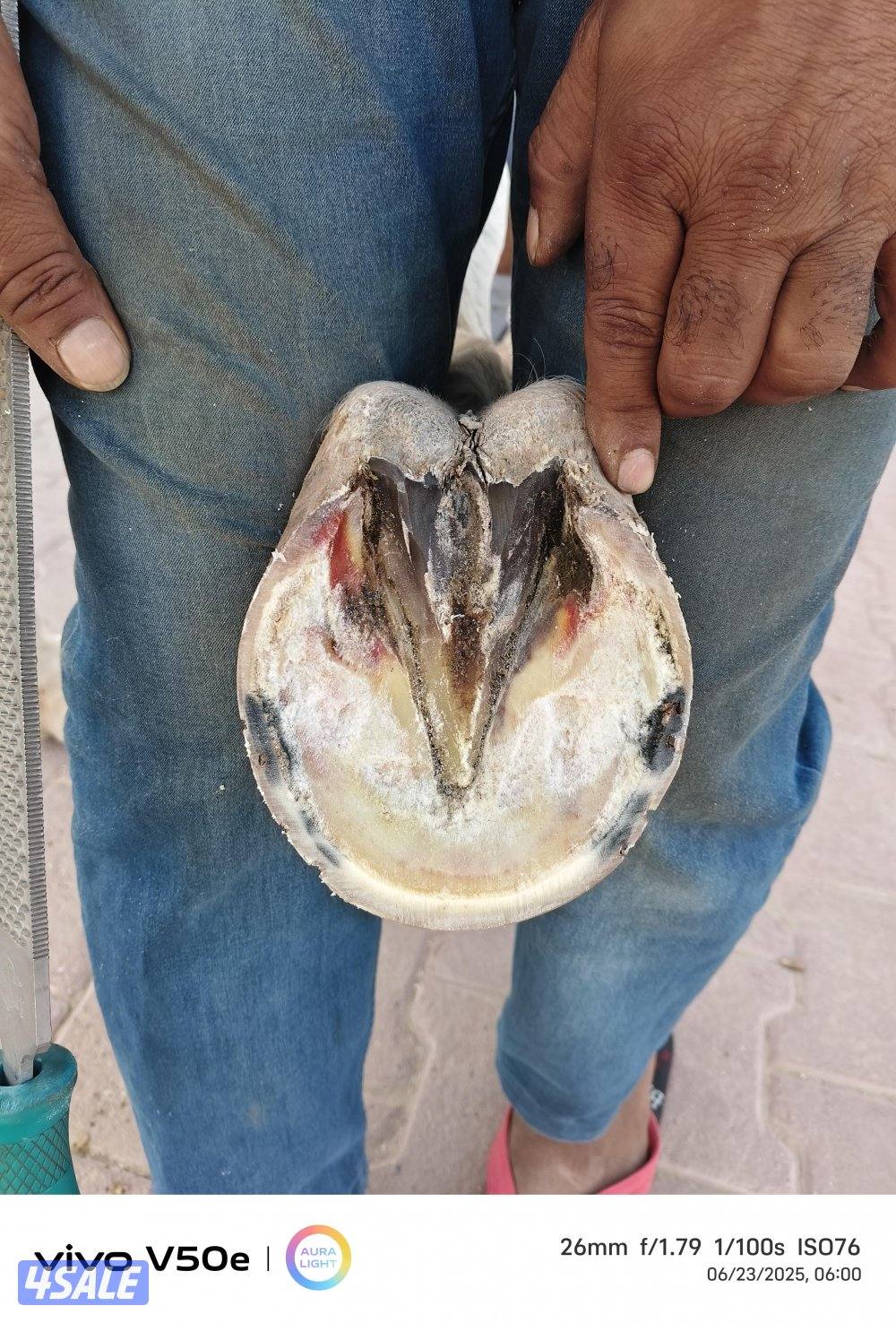 FARRIER ENDURANCE HOT 🔥1