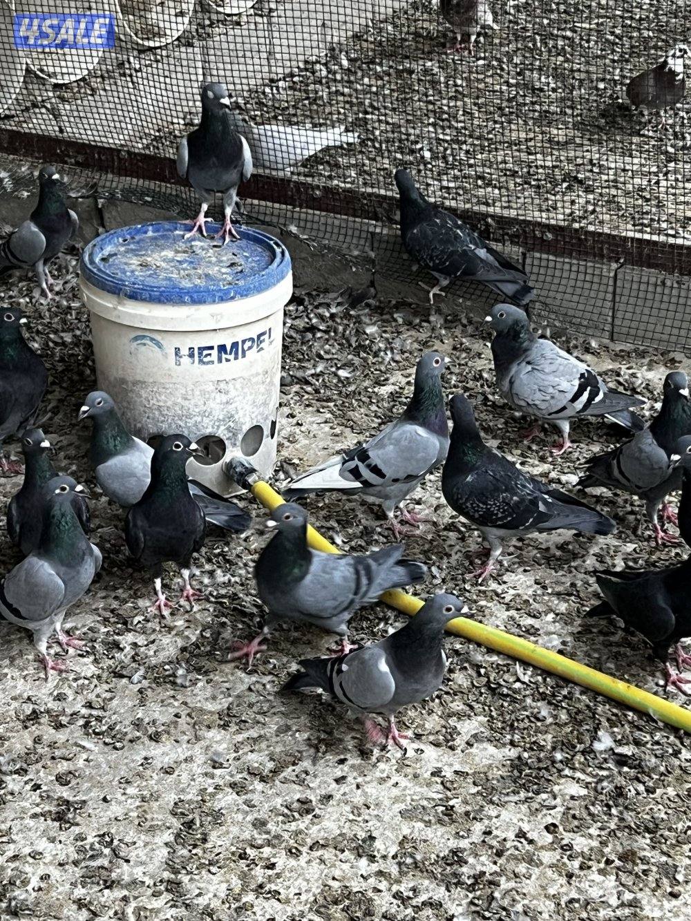 مزارع الوفره0