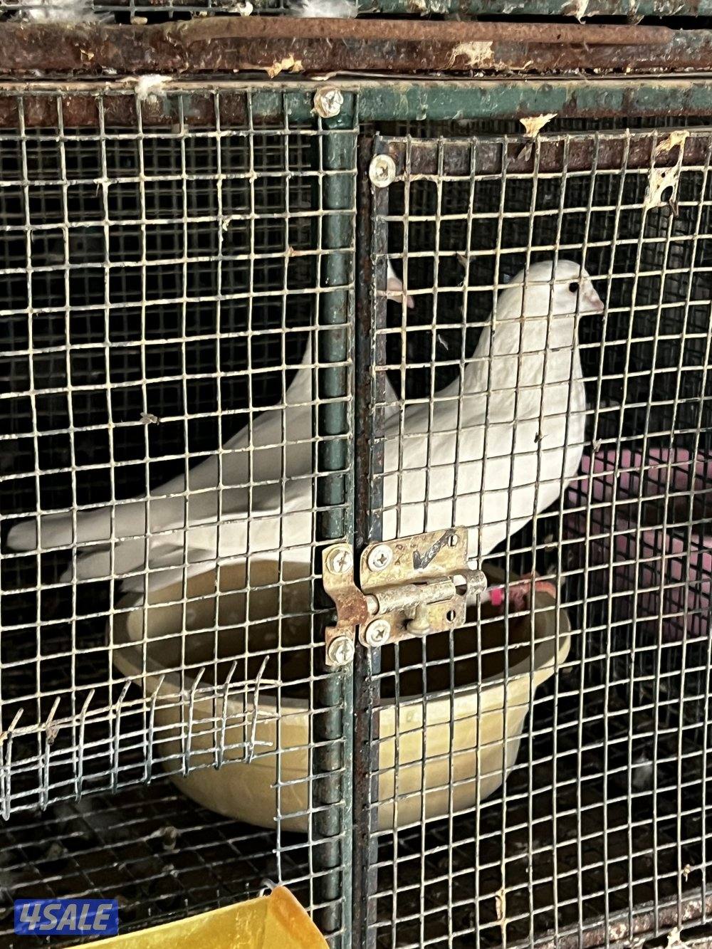 مزارع الوفره1