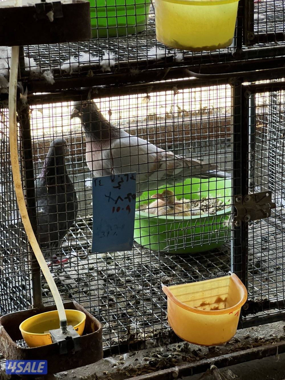 مزارع الوفره2