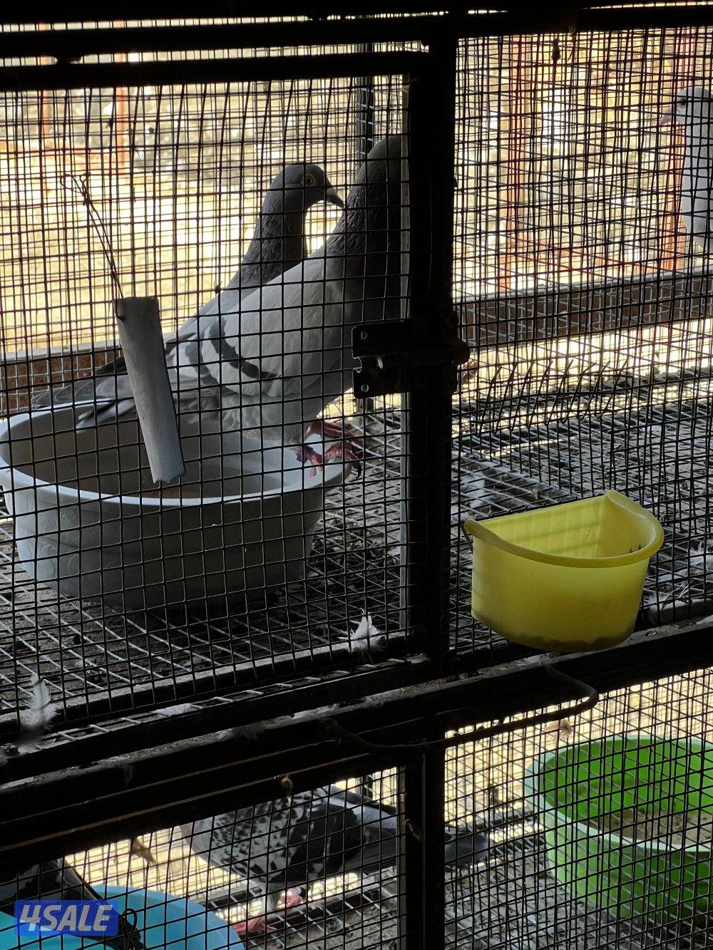 مزارع الوفره3