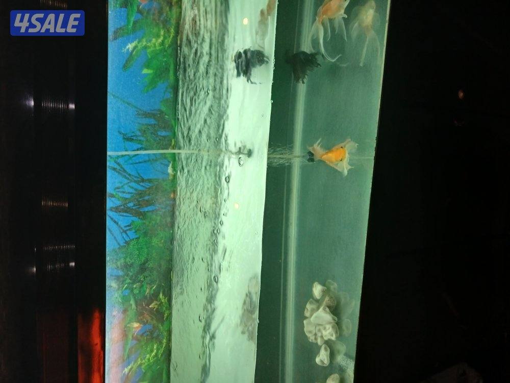 شيف مطعم عندي خبره في اداره المطاعم ابحث عن عمل في0