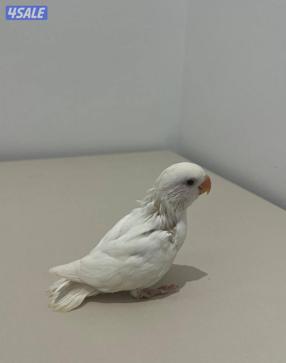 تشكيلة فروخ لوفبيرد/ روز عس ونهاية عس وتوصيل مجاني1