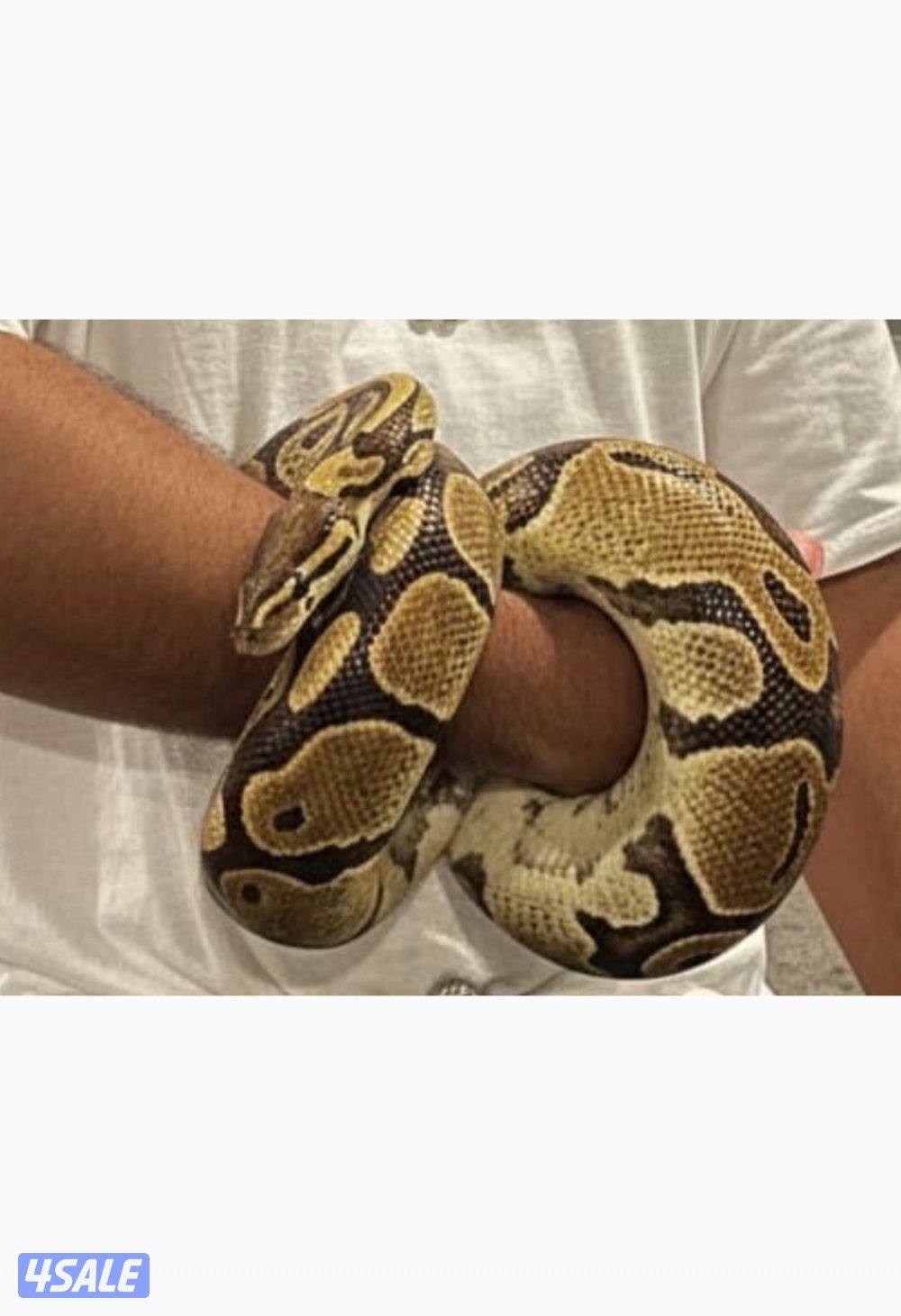 Bull python، رقم:20363713