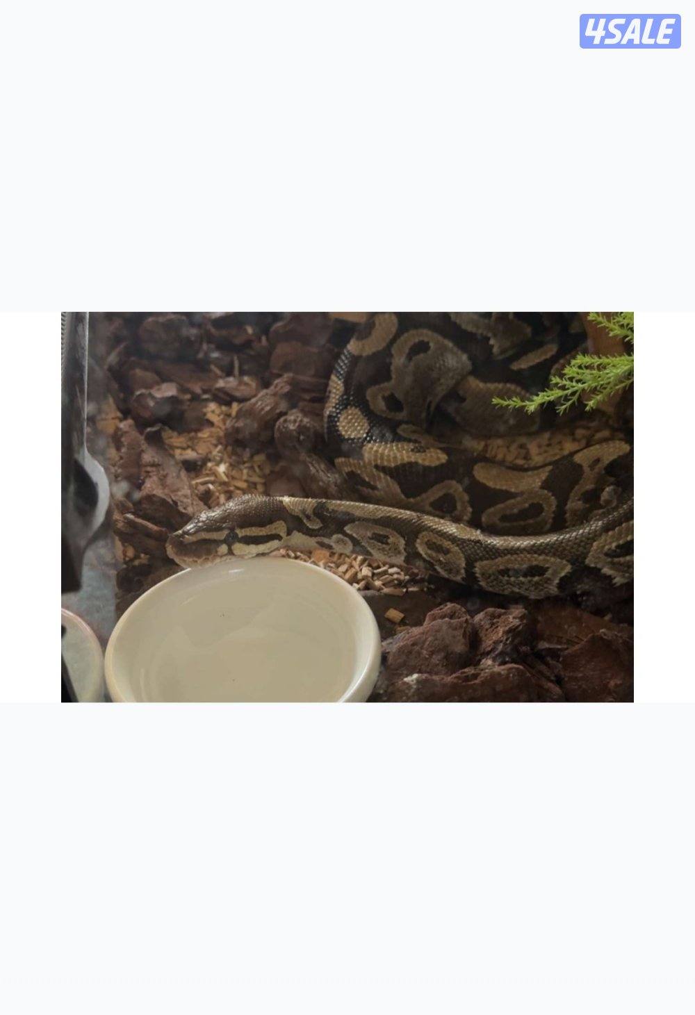 Bull python، رقم:20363713