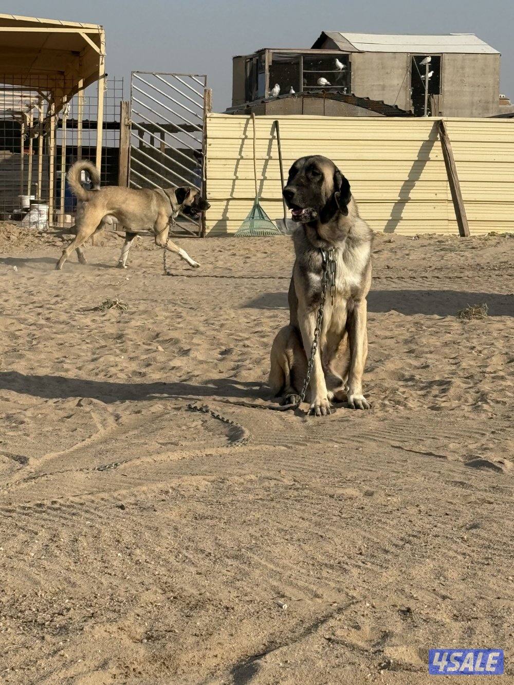 للبيع كنكال التركي لحراسه الحلال0