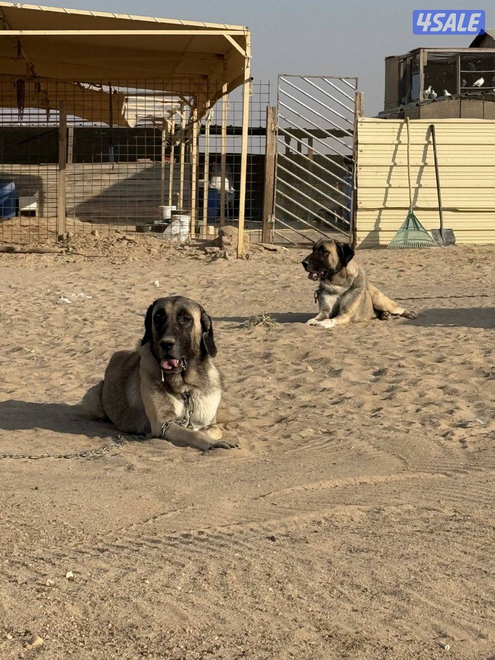 للبيع كنكال التركي لحراسه الحلال1