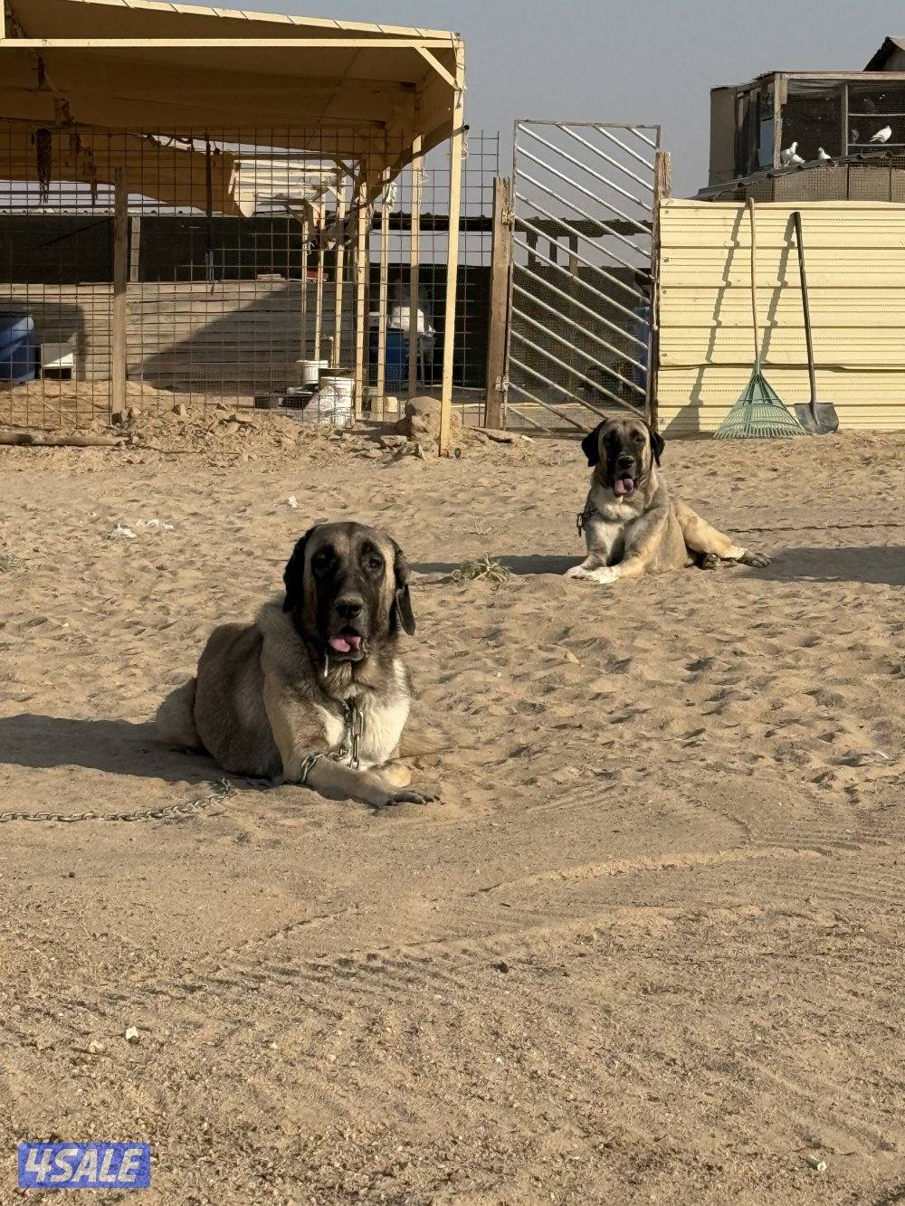 للبيع كنكال التركي لحراسه الحلال2