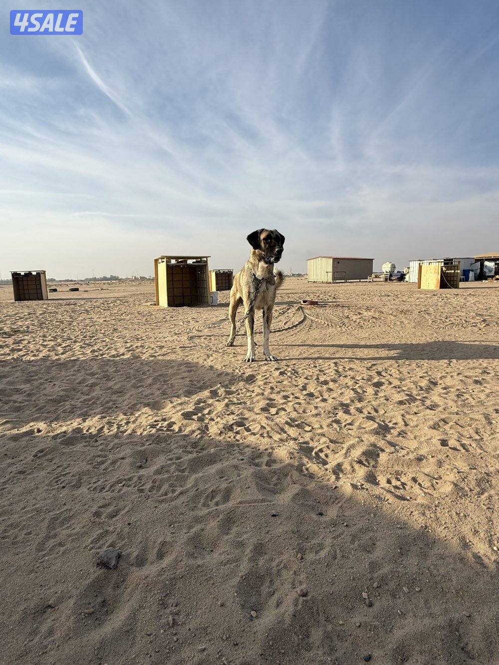 للبيع كنكال التركي لحراسه الحلال3