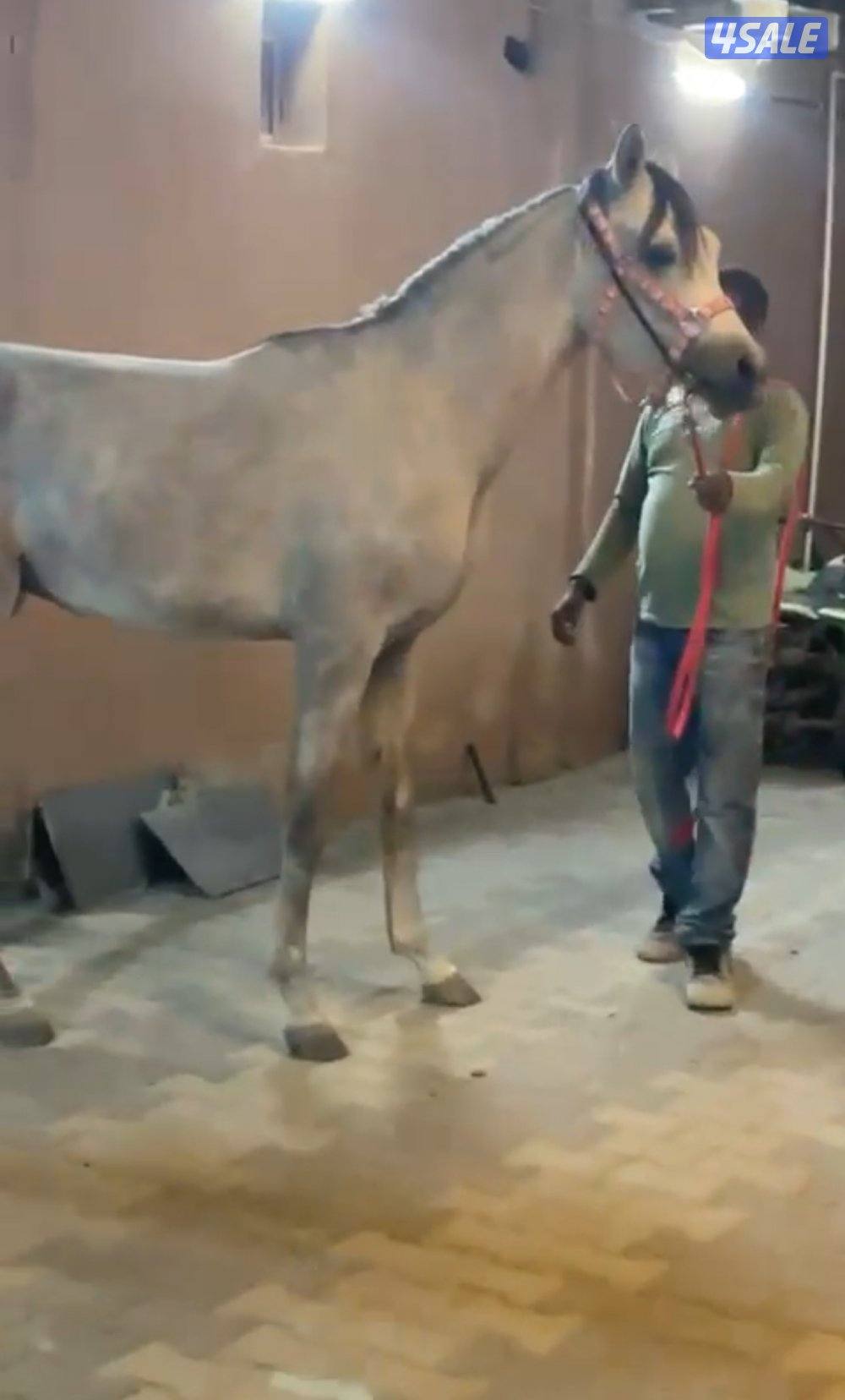 فلو ابن البطل غيث الزبير0