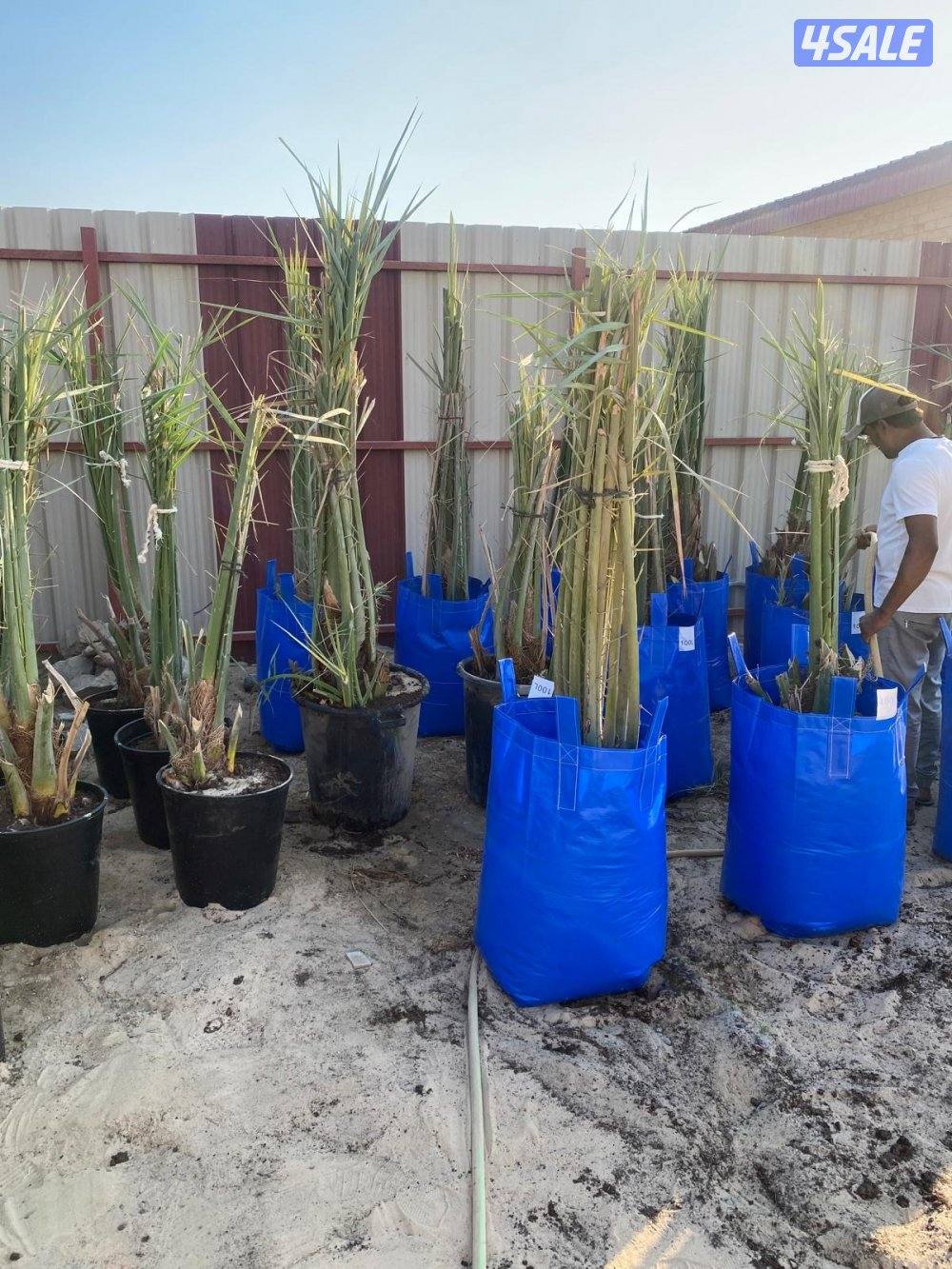 للبيع نخل برحي وخلاص0