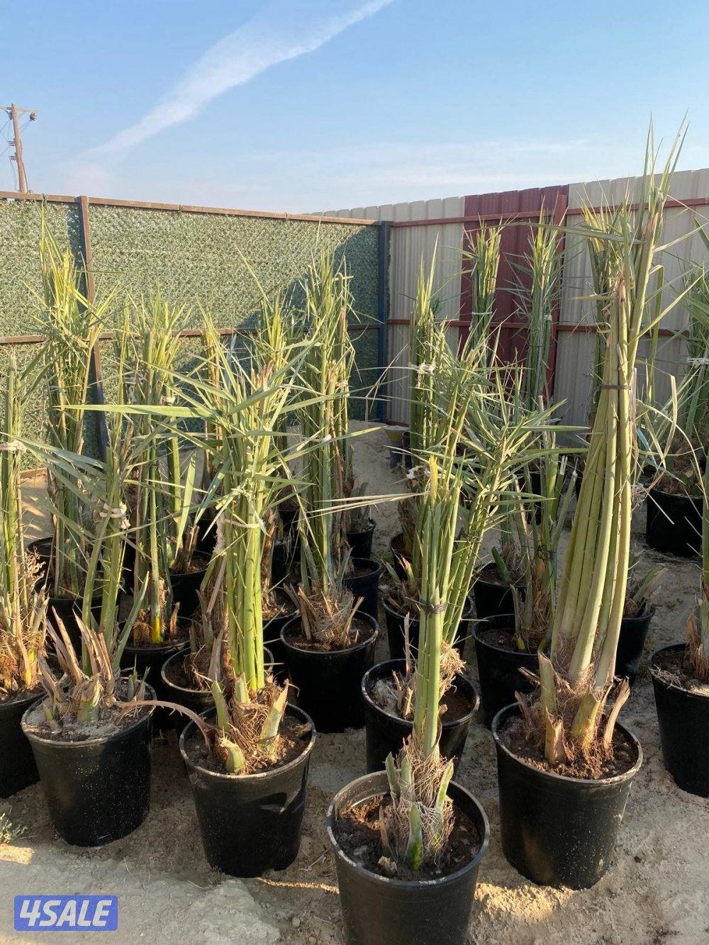 للبيع نخل برحي وخلاص1