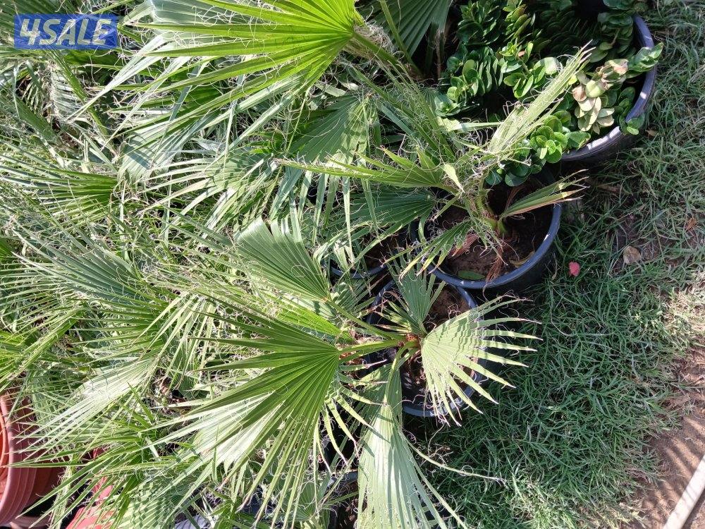 تنسيق حدائق داخليه وخارجية شامله5