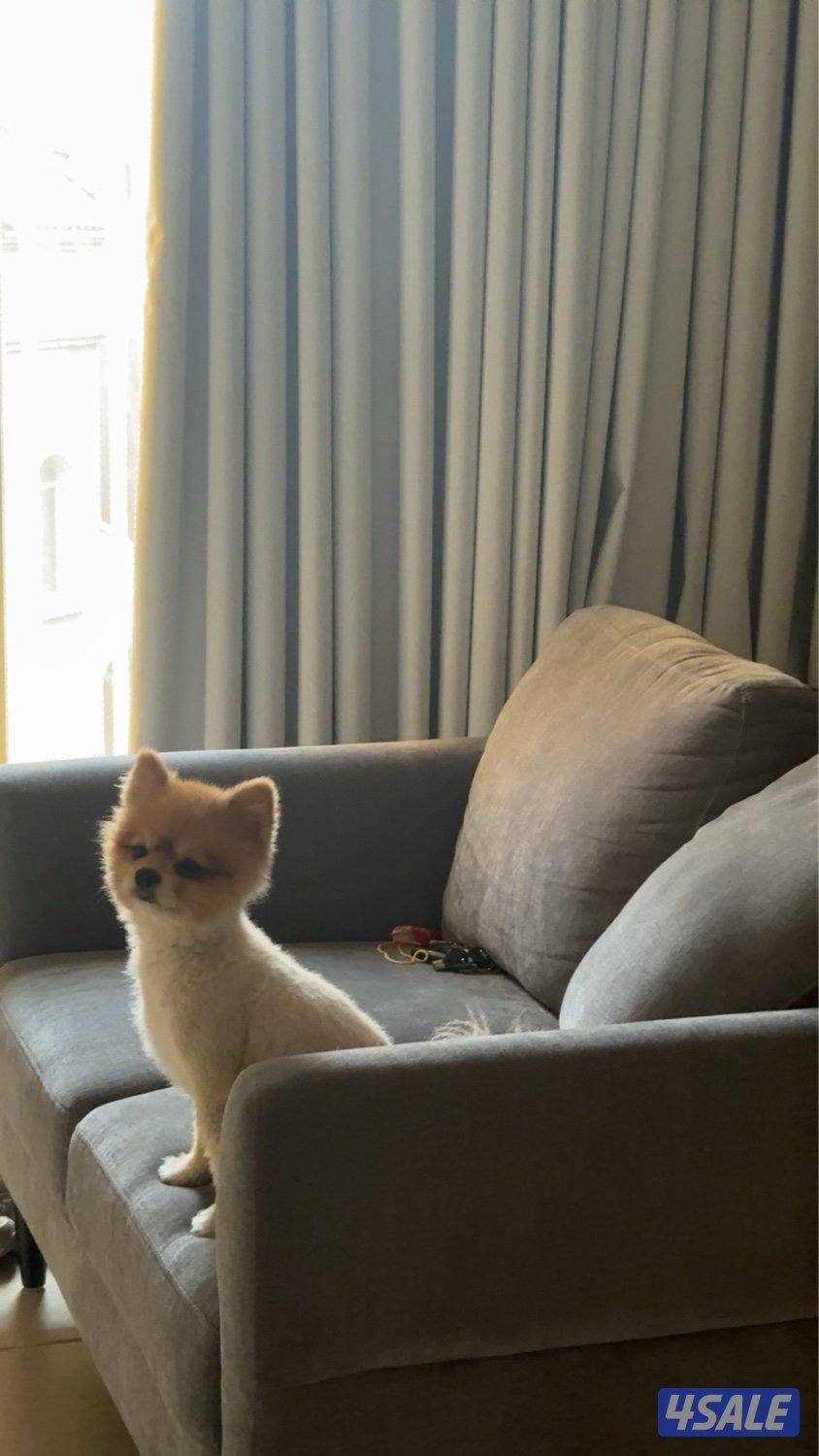 بوميرينيان تي كب ذكر بيور1