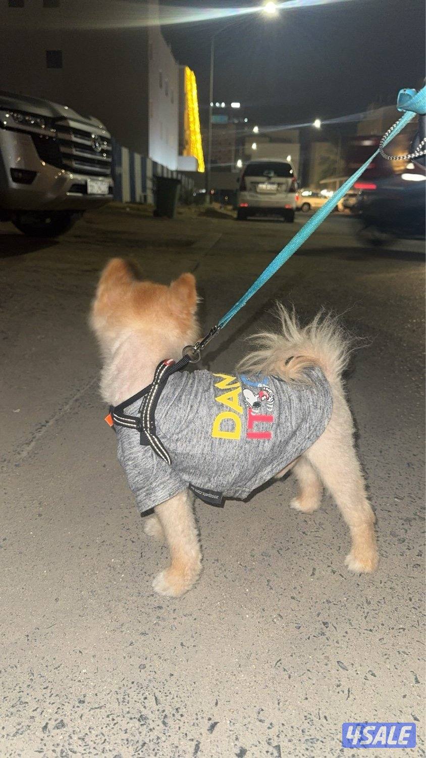 بوميرينيان تي كب ذكر بيور2