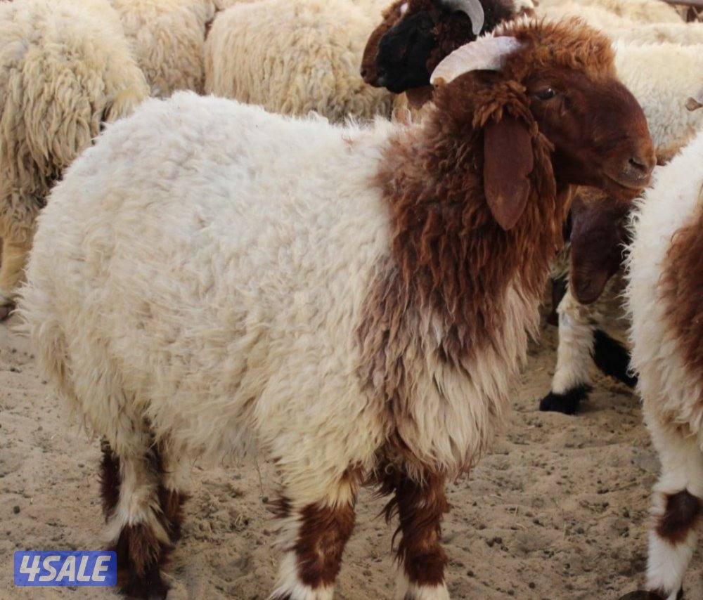 للبيع طليان طيبه0