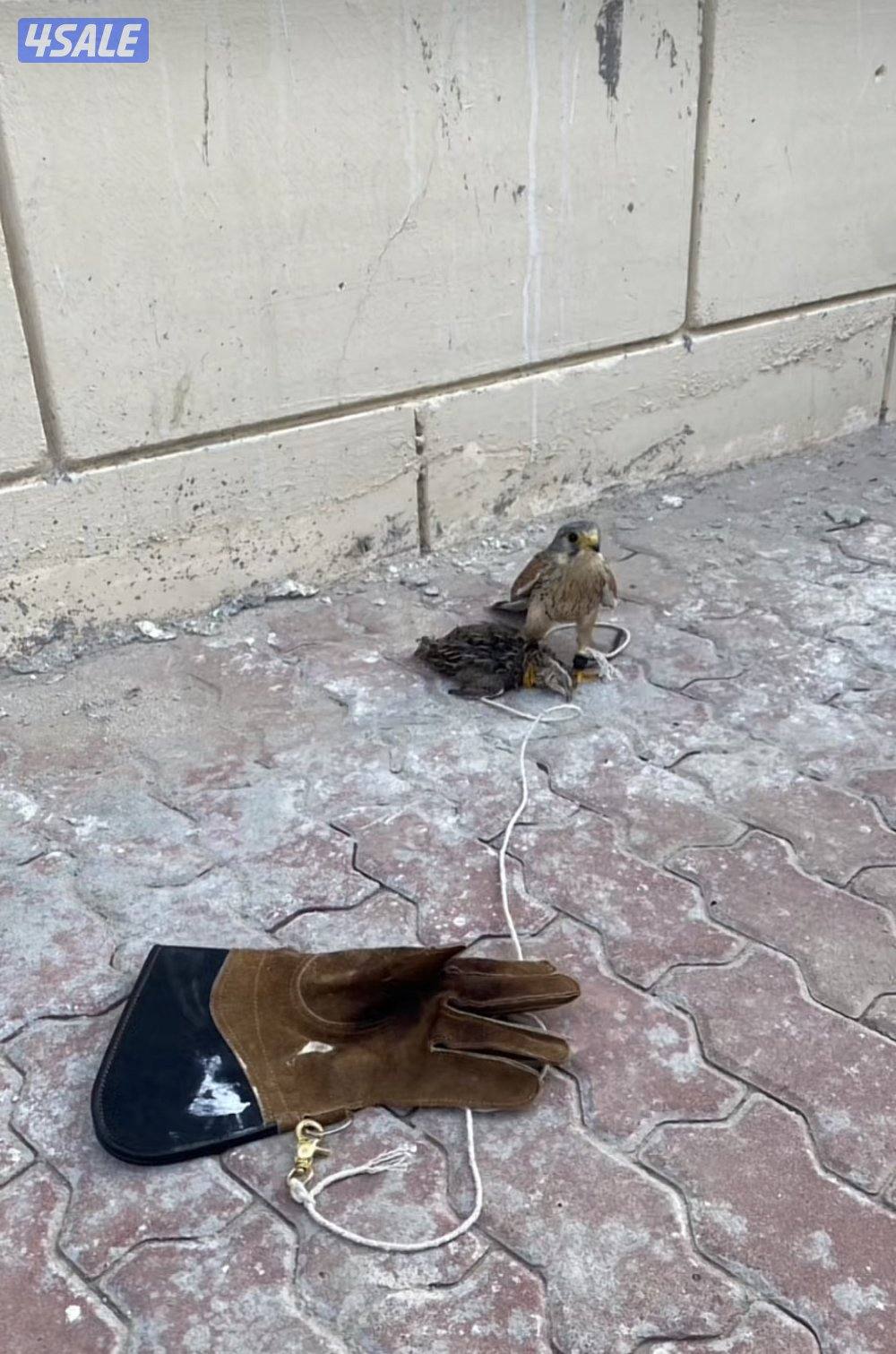 للبيع حر صغير0