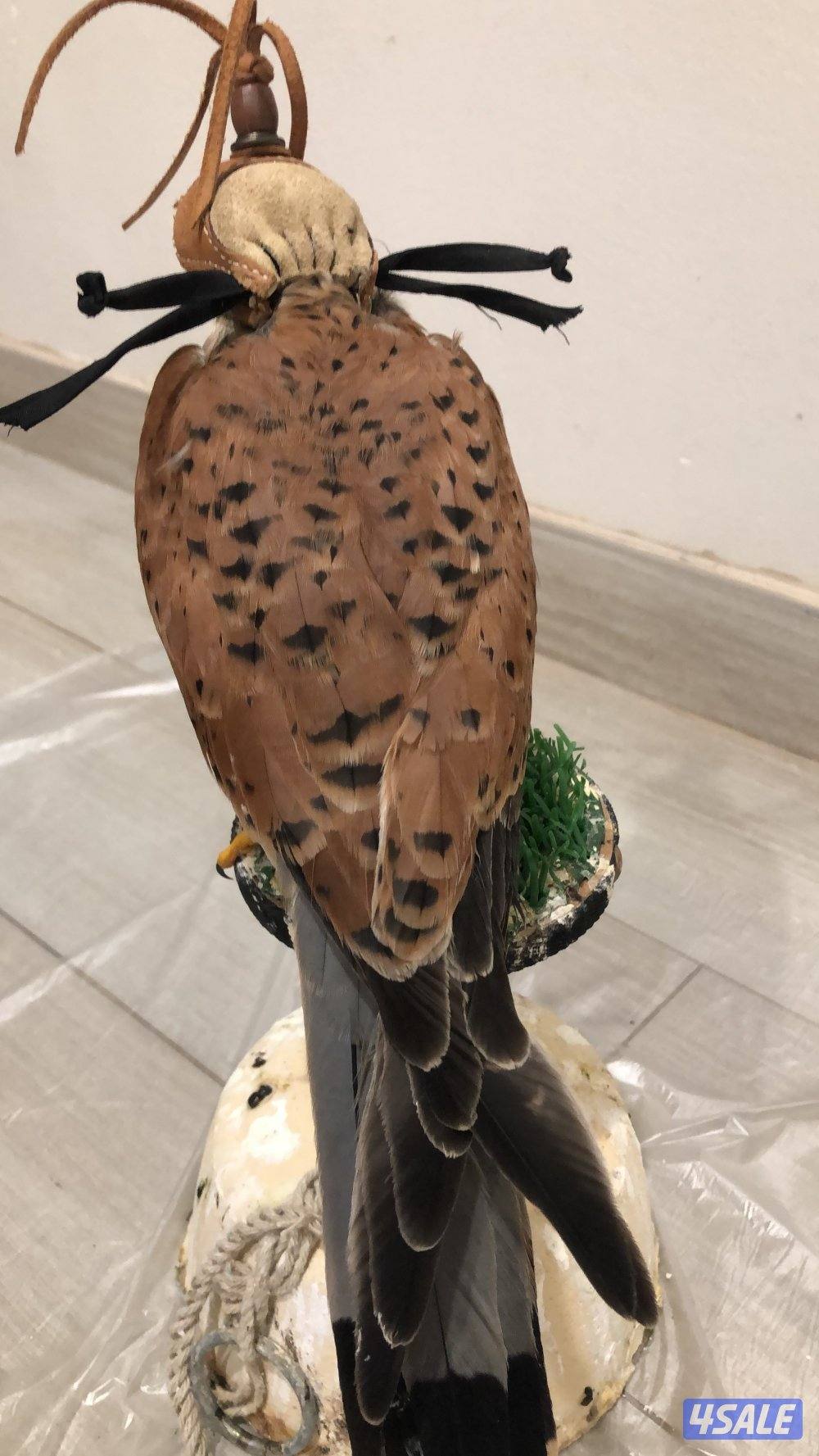 للبيع حر صغير2