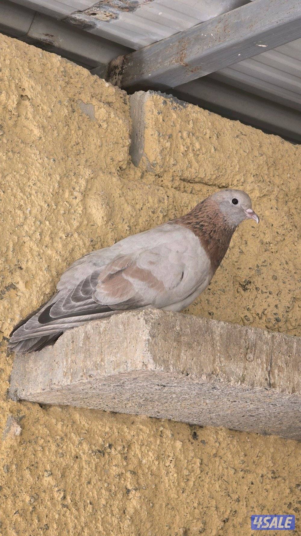 حمام وقواق متوفر كمية3