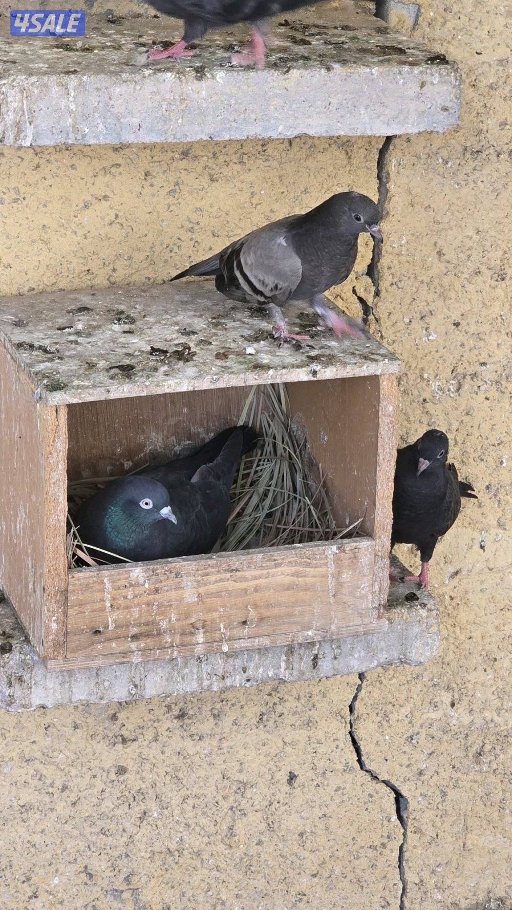 حمام وقواق متوفر كمية1