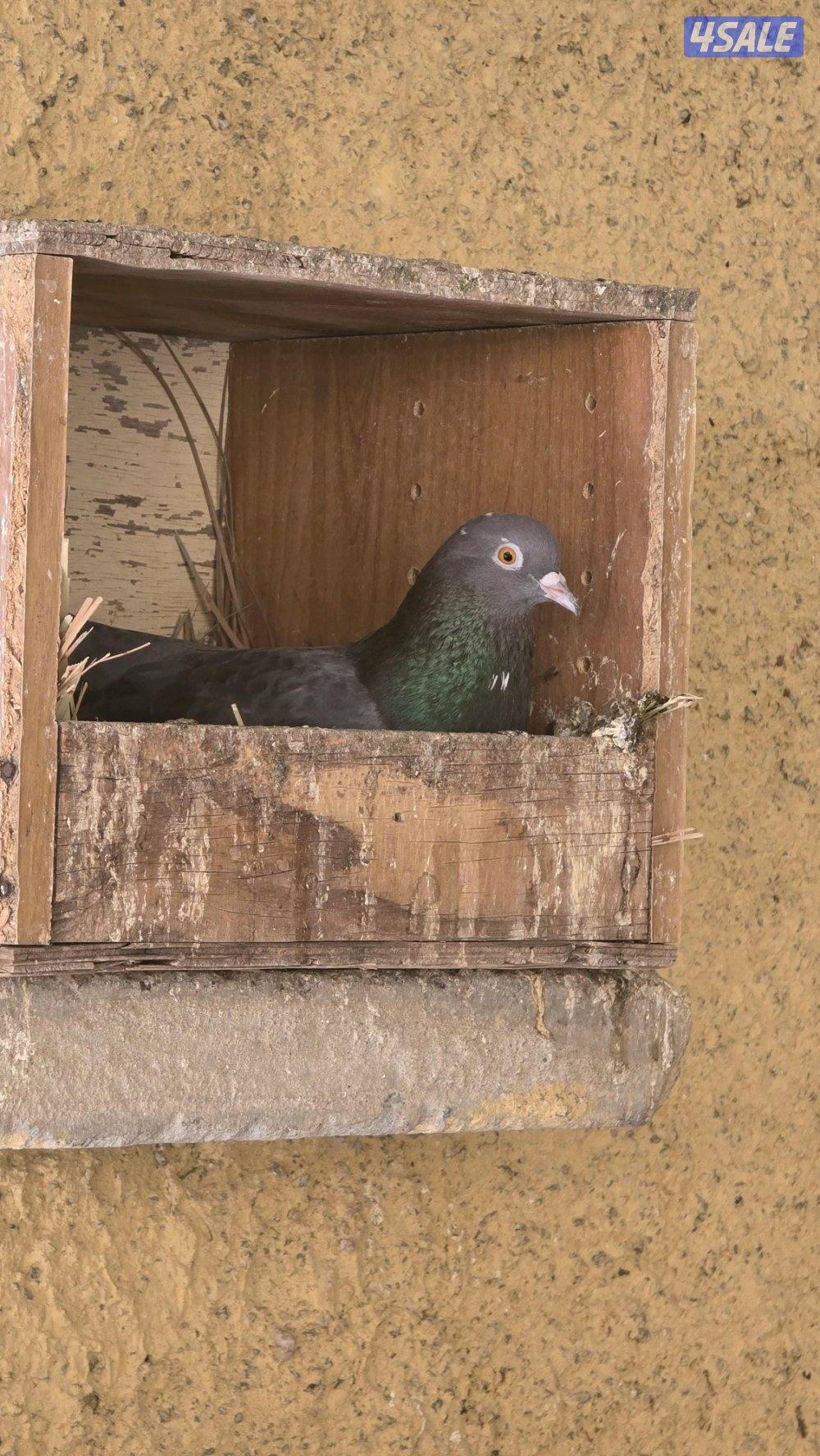 حمام وقواق متوفر كمية2