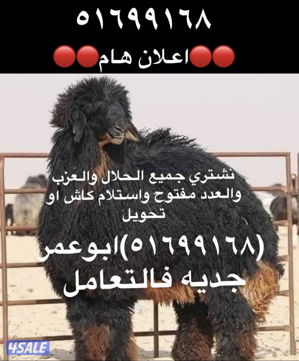 نشتري جميع الحلال العدد مفتوووح0