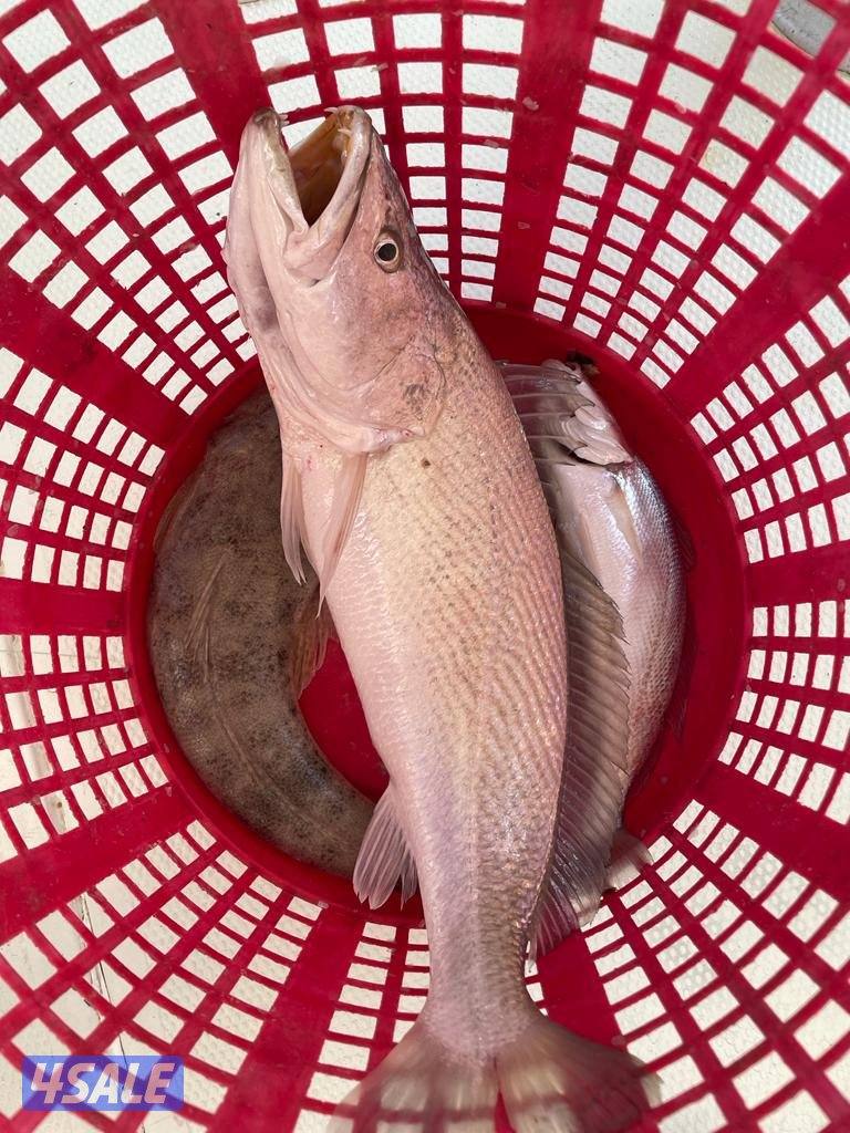 ايجار طراد رحلات بحريه7