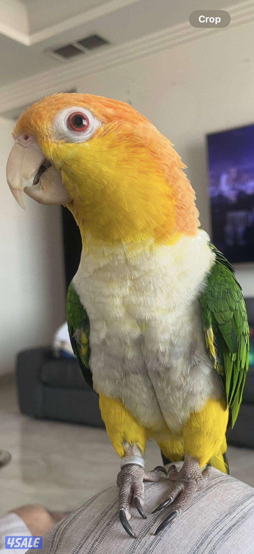 زوج وايت بيلي كايك ربوة0