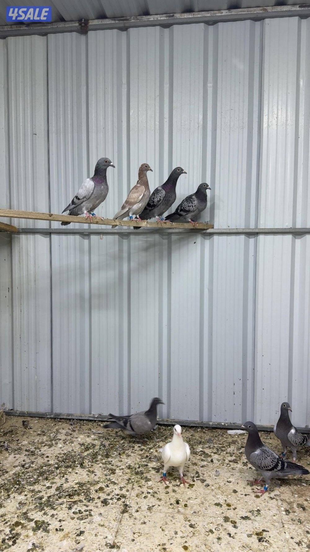 طبات زاجل سباق0